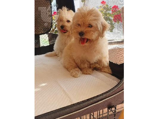Κουτάβια Maltipoo